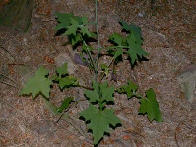 Mycelis muralis (L.) Dumort. [Famille : Asteraceae]