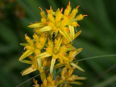 Narthecium ossifragum (L.) Huds. [Famille : Melanthiaceae]