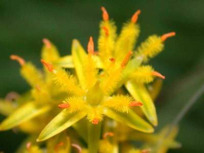 Narthecium ossifragum (L.) Huds. [Famille : Melanthiaceae]