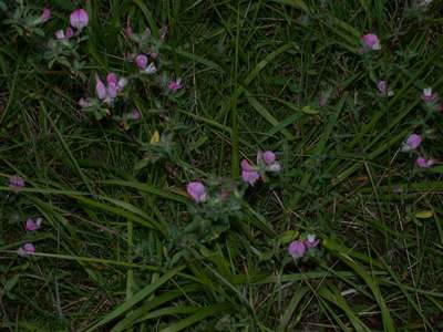 Ononis spinosa L. [Famille : Fabaceae]