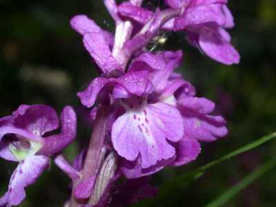 Orchis mascula (L.) L. [Famille : Orchidaceae]