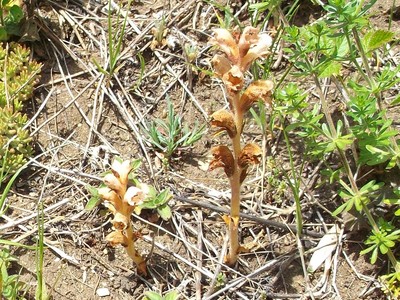 Orobanche caryophyllacea Sm. [Famille : Orobanchaceae]