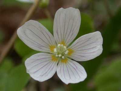 Oxalis acetosella L. [Famille : Oxalidaceae]