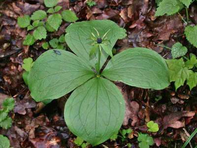 Paris quadrifolia L. [Famille : Trilliaceae]