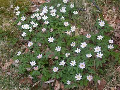 Anemone nemorosa L. [Famille : Ranunculaceae]