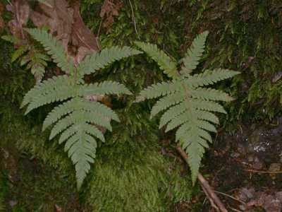 Phegopteris connectilis (Michx.) Watt [Famille : Woodsiaceae]