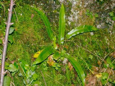 Asplenium scolopendrium L. [Famille : Aspleniaceae]