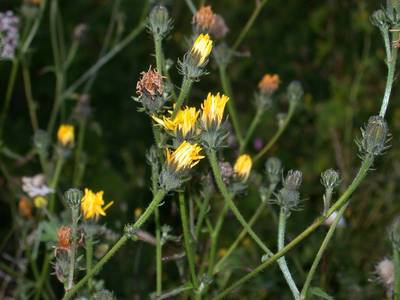 Picris hieracioides L. [Famille : Asteraceae]