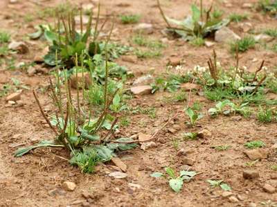 Plantago major L. [Famille : Plantaginaceae]