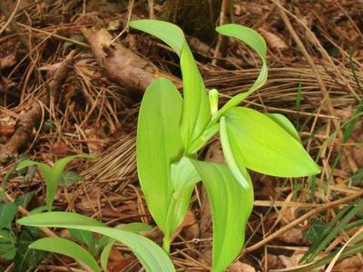 Polygonatum odoratum (Mill.) Druce [Famille : Convallariaceae]