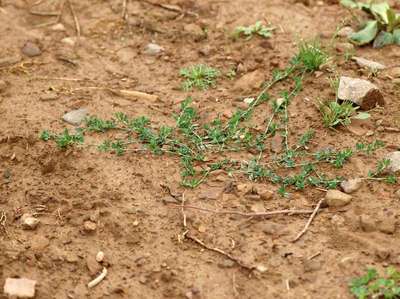 Polygonum aviculare L. [Famille : Polygonaceae]