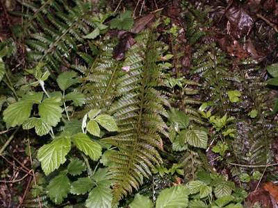 Polystichum aculeatum (L.) Roth [Famille : Dryopteridaceae]