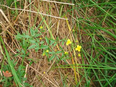 Potentilla erecta (L.) Rusch. [Famille : Rosaceae]