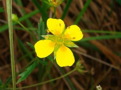 Potentilla erecta (L.) Rusch. [Famille : Rosaceae]