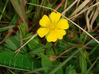 Potentilla neumanniana Rchb. [Famille : Rosaceae]