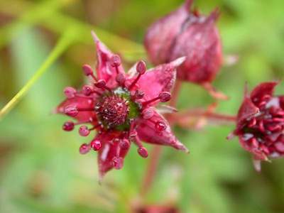 Potentilla palustris (L.) Scop. [Famille : Rosaceae]