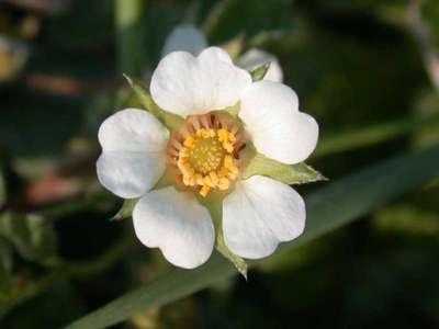 Potentilla sterilis (L.) Garcke [Famille : Rosaceae]