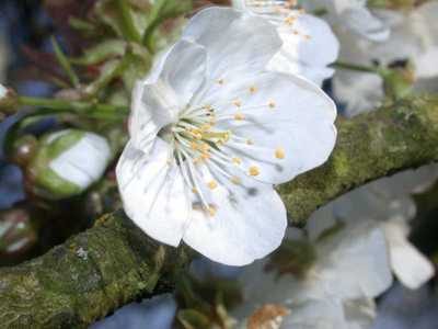 Prunus avium (L.) L. [1755] [Famille : Rosaceae]