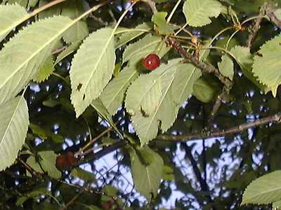 Prunus avium (L.) L. [1755] [Famille : Rosaceae]