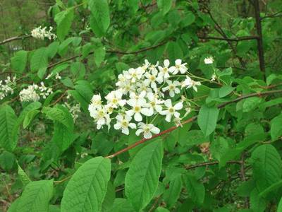 Prunus padus L. [Famille : Rosaceae]