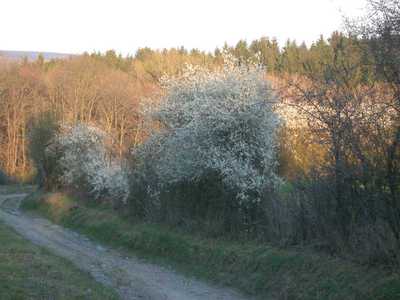 hte : Prunus spinosa L.