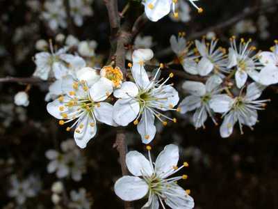 Prunus spinosa L. [Famille : Rosaceae]