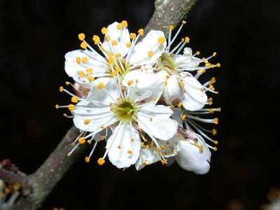 Prunus spinosa L. [Famille : Rosaceae]