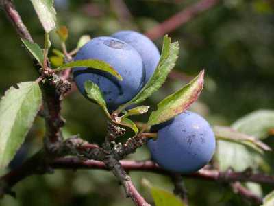 Prunus spinosa L. [Famille : Rosaceae]