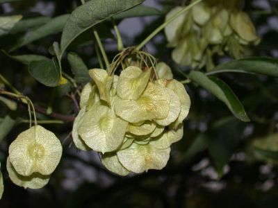 Ptelea trifoliata L. [Famille : Rutaceae]