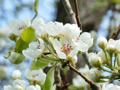 Pyrus communis L. [Famille : Rosaceae]