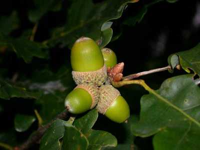 Quercus petraea Liebl. [Famille : Fagaceae]