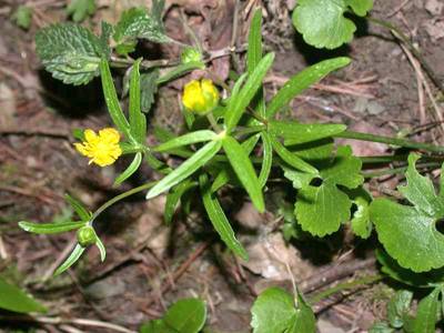 Ranunculus auricomus L. [Famille : Ranunculaceae]