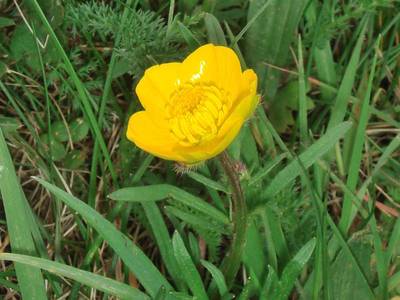 Ranunculus bulbosus L. [Famille : Ranunculaceae]