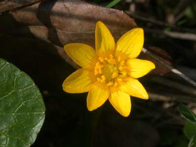 Ranunculus ficaria L. [Famille : Ranunculaceae]