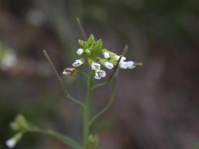 Arabidopsis thaliana (L.) Heynh. [Famille : Brassicaceae]