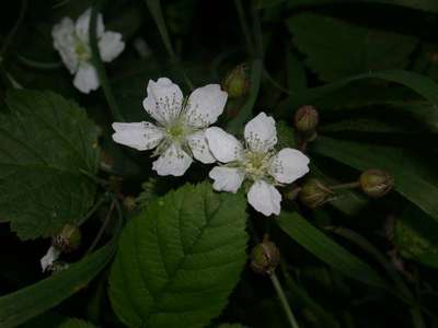 hte : Rubus fruticosus L.