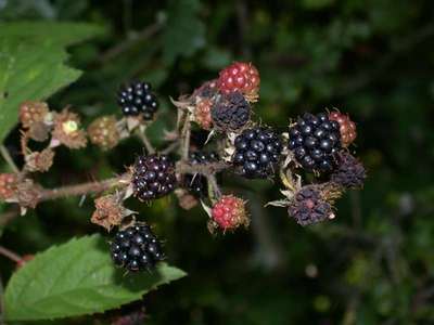 Rubus fruticosus L. [Famille : Rosaceae]