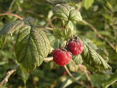 Rubus idaeus L. [Famille : Rosaceae]