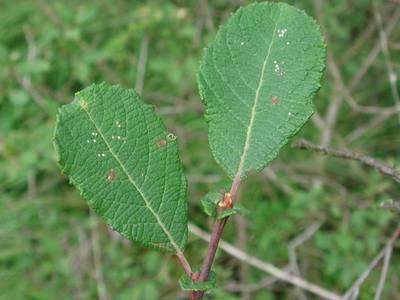 Salix aurita L. [Famille : Salicaceae]