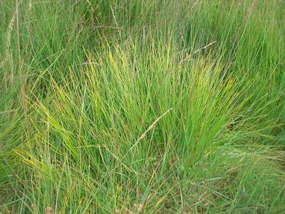 Scirpus cespitosus L. [Famille : Cyperaceae]