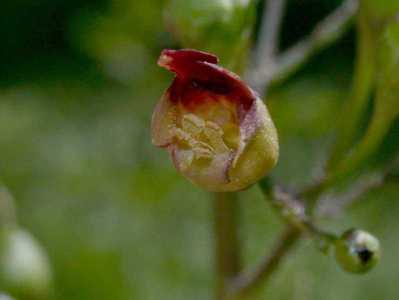 hte : Scrophularia nodosa L.