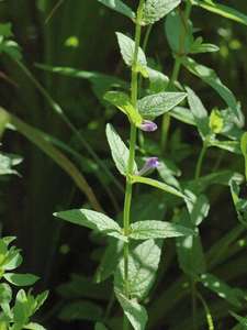 Scutellaria galericulata L. [Famille : Lamiaceae]