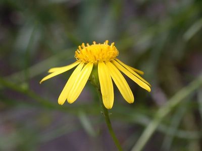 Senecio inaequidens DC. [Famille : Asteraceae]