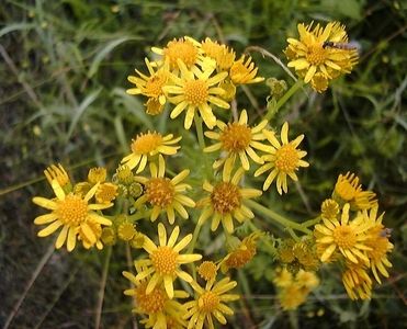 hte : Senecio jacobaea L.