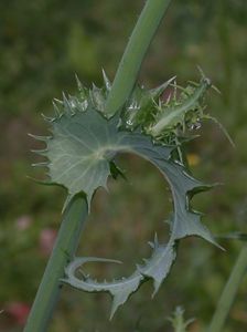 Sonchus asper (L.) Hill [Famille : Asteraceae]