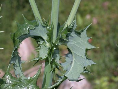 Sonchus asper (L.) Hill [Famille : Asteraceae]