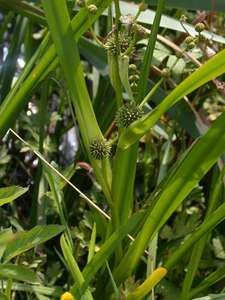 Sparganium erectum L. [Famille : Sparganiaceae]