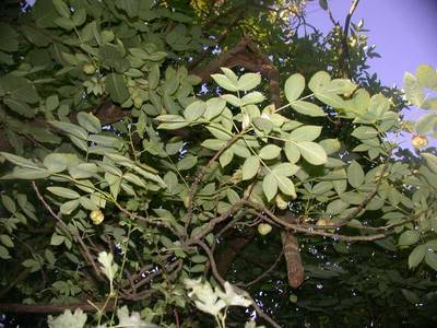 Staphylea pinnata L. [Famille : Staphyleaceae]