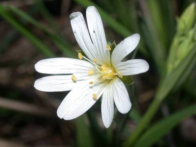 Stellaria holostea L. [Famille : Caryophyllaceae]