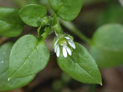 Stellaria media (L.) Vill. subsp. media [Famille : Caryophyllaceae]